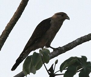 Caracara � t�te jaune