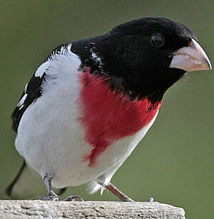 Rose-breasted Grosbeak 
&copy; Herv� Michel