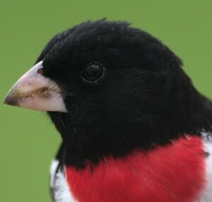 Rose-breasted Grosbeak 
&copy; Herv� Michel