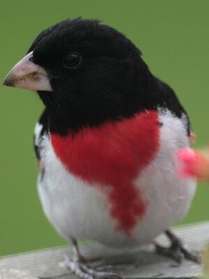 Rose-breasted Grosbeak 
&copy; Herv� Michel