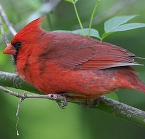 Cardinal rouge