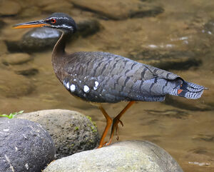 Sunbittern