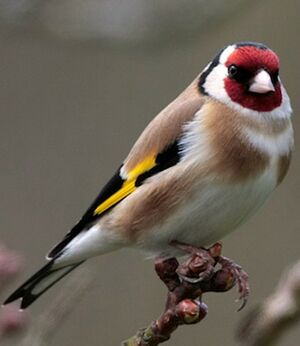 European Goldfinch