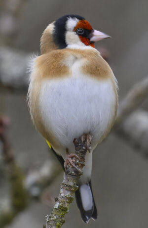 European Goldfinch