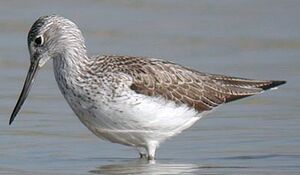 Common Greenshank 
&copy; Herv� Michel