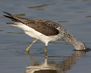 Common Greenshank 
&copy; Herv� Michel