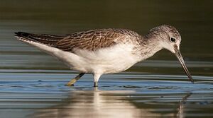 Common Greenshank 
&copy; Herv� Michel