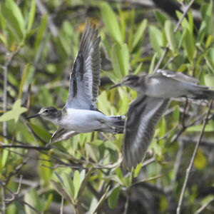Common Sandpiper