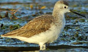 Marsh Sandpiper 
&copy; Herv� Michel
