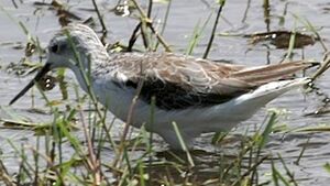 Marsh Sandpiper 
&copy; Herv� Michel