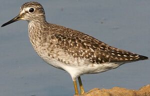 Wood Sandpiper