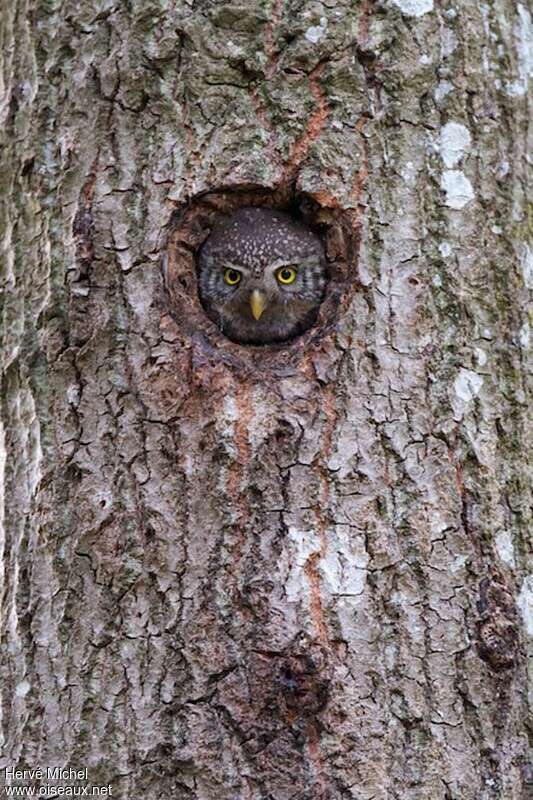 Eurasian Pygmy Owl female adult, Reproduction-nesting