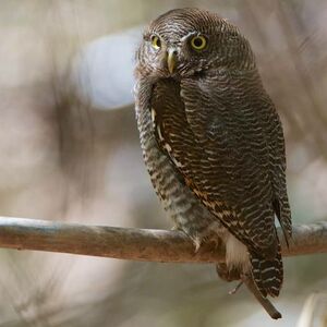 Jungle Owlet