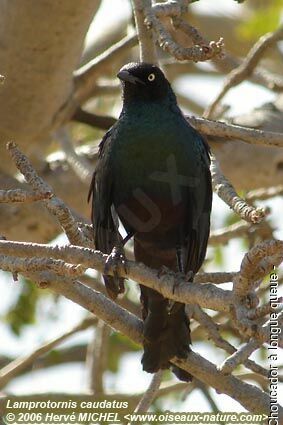 Long-tailed Glossy Starling male adult