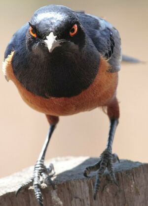Hildebrandt's Starling