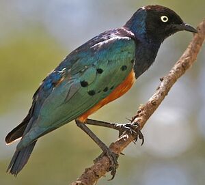 Superb Starling