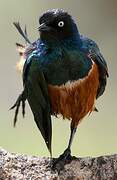 Superb Starling