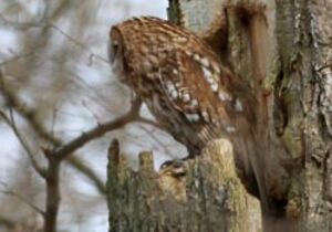 Tawny Owl