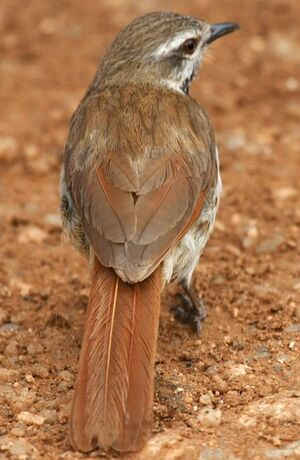 Cichladuse tachet�e