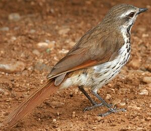 Cichladuse tachet�e