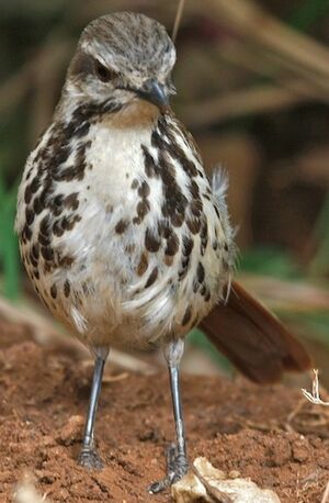 Cichladuse tachet�e