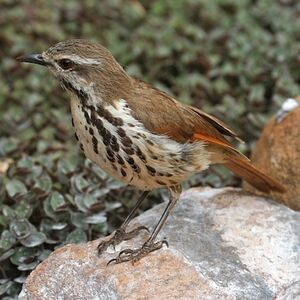 Cichladuse tachet�e