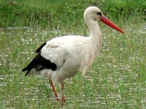 Cigogne blanche