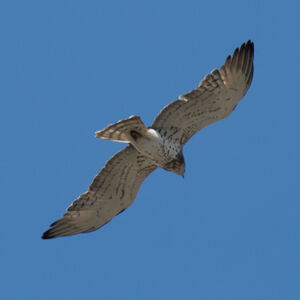 Short-toed Snake Eagle