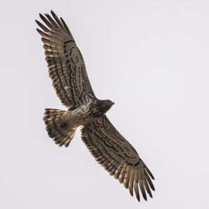 Short-toed Snake Eagle