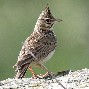 Thekla Lark