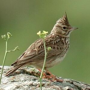 Thekla Lark