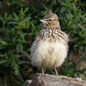 Thekla Lark