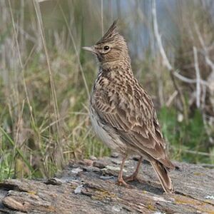 Thekla Lark