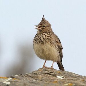 Thekla Lark