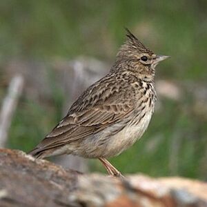 Thekla Lark