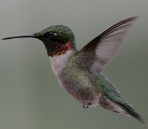 Colibri � gorge rubis