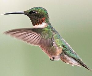 Colibri � gorge rubis