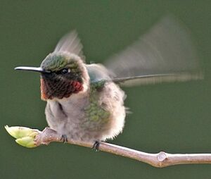 Colibri � gorge rubis