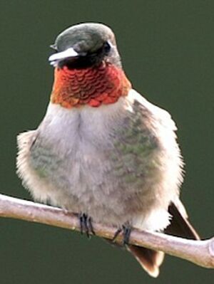 Colibri � gorge rubis