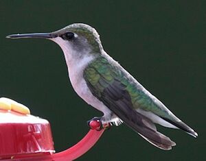 Colibri � gorge rubis