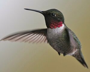 Colibri � gorge rubis