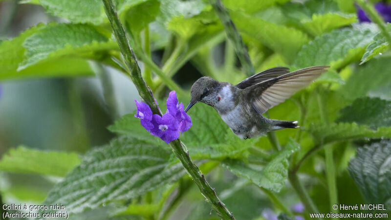 Ruby-throated Hummingbird male immature