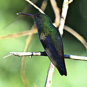 Colibri à queue bronzée
