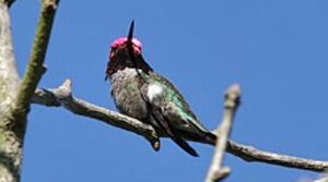 Anna's Hummingbird