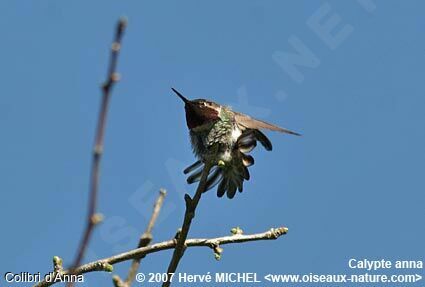 Anna's Hummingbird male adult breeding