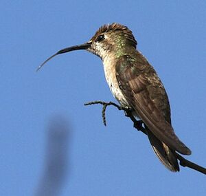 Colibri rubis-topaze