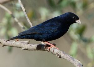 Village Indigobird