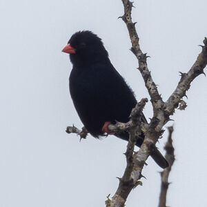 Village Indigobird