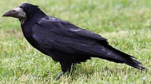 Corbeau freux 
&copy; Herv� Michel