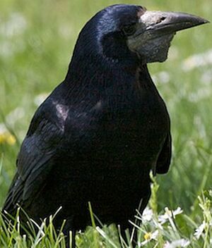 Corbeau freux 
&copy; Herv� Michel